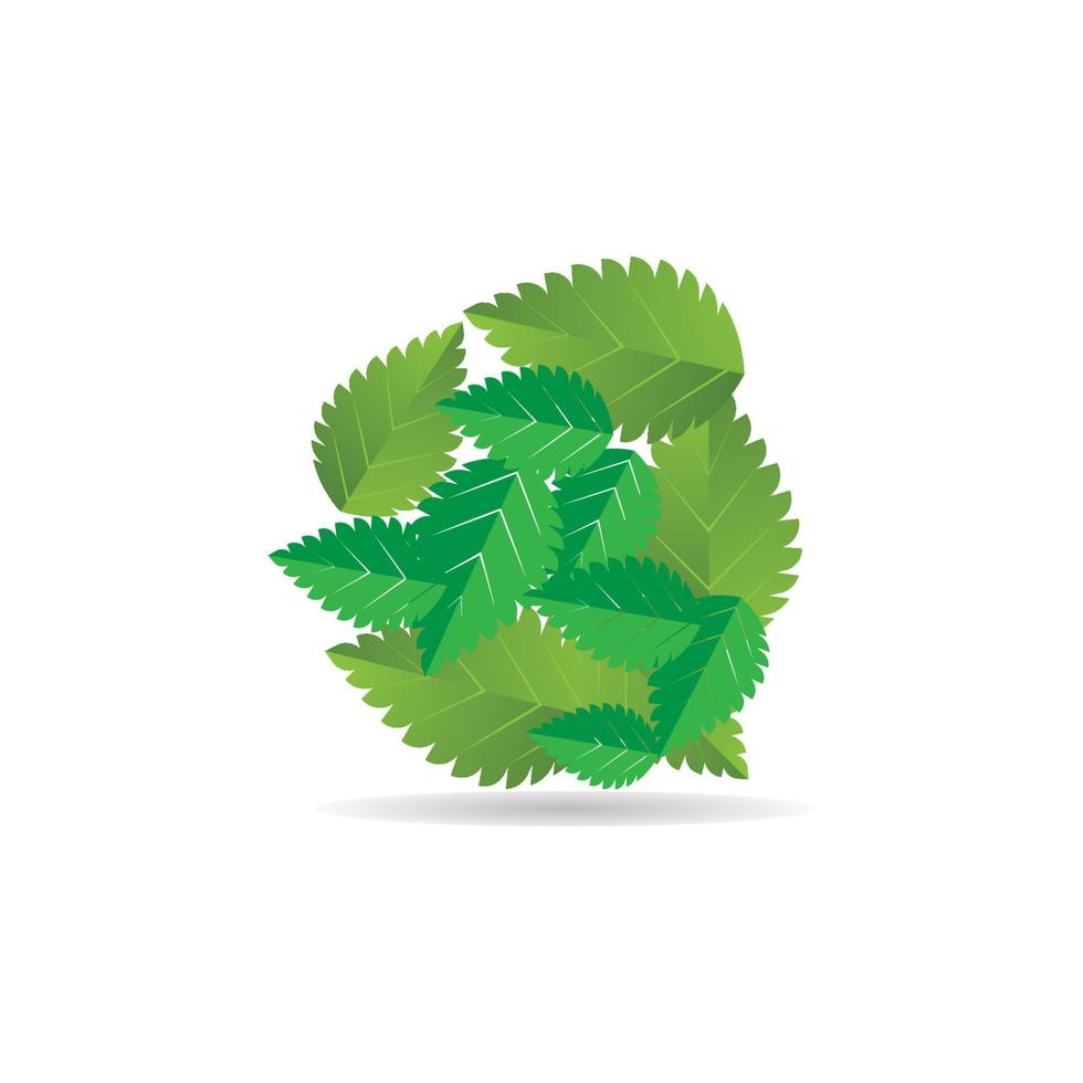 mint leaf logo vector