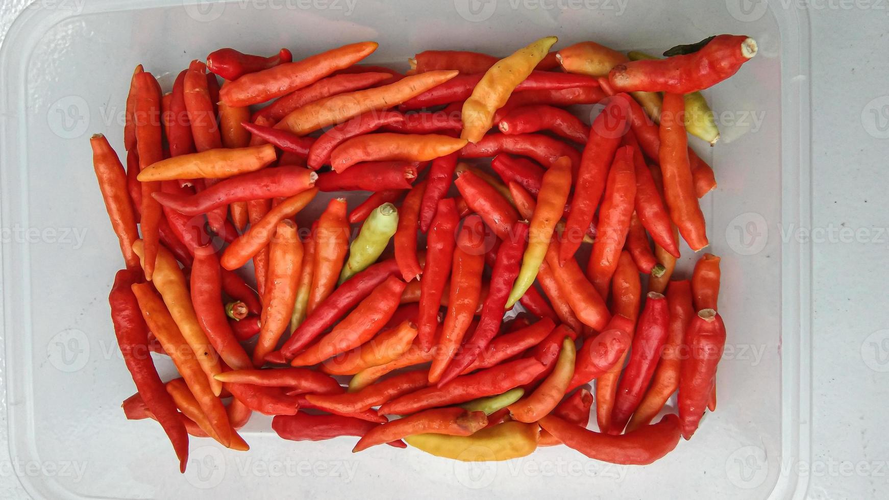 Cayenne pepper -Capsicum frutescens L.- is one of the horticultural plants of a type of vegetable that has small fruit with a spicy taste. photo