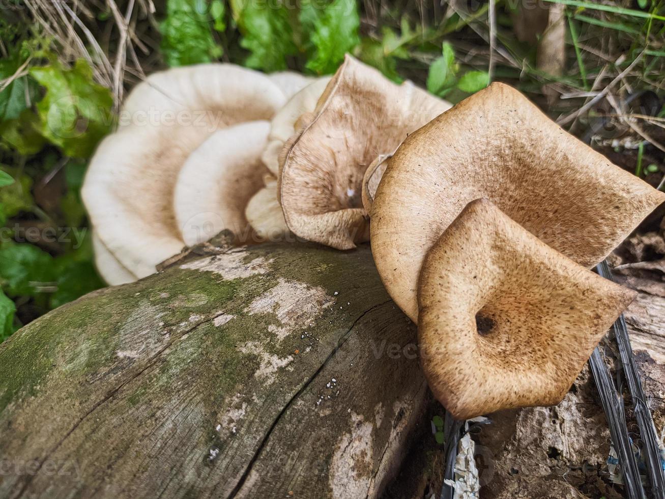 mushrooms that grow in wood in the fall. This fungus is a type of inedible plant that thrives when autumn comes photo