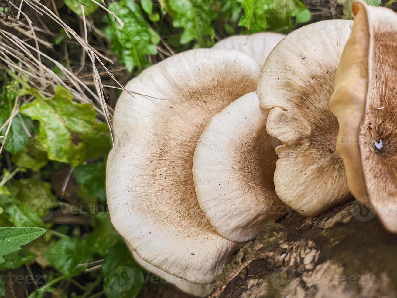 mushrooms that grow in wood in the fall. This fungus is a type of inedible plant that thrives when autumn comes photo