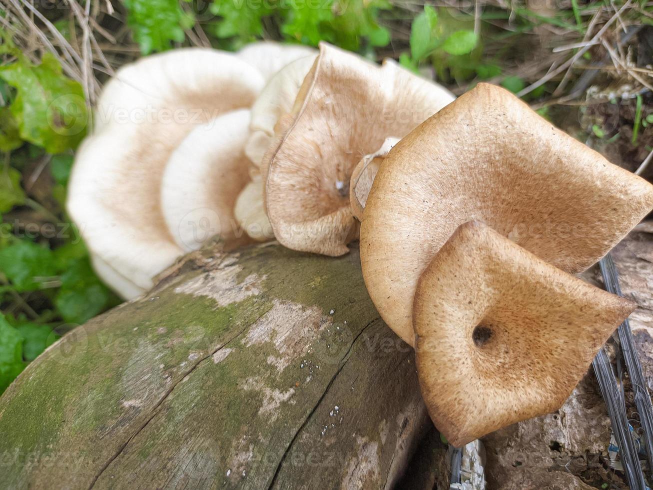 mushrooms that grow in wood in the fall. This fungus is a type of inedible plant that thrives when autumn comes photo
