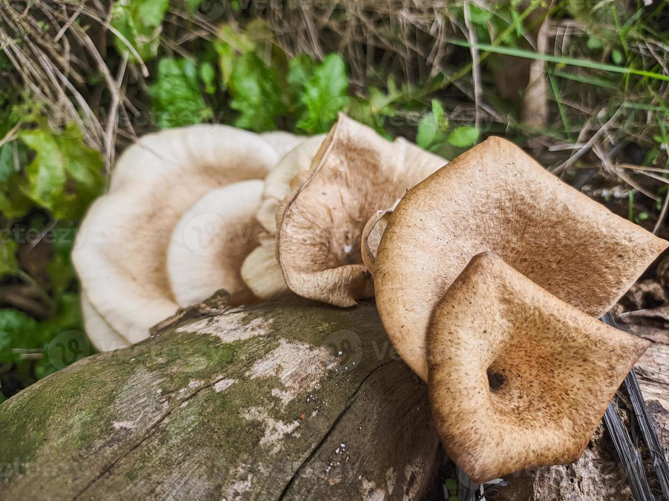 mushrooms that grow in wood in the fall. This fungus is a type of inedible plant that thrives when autumn comes photo