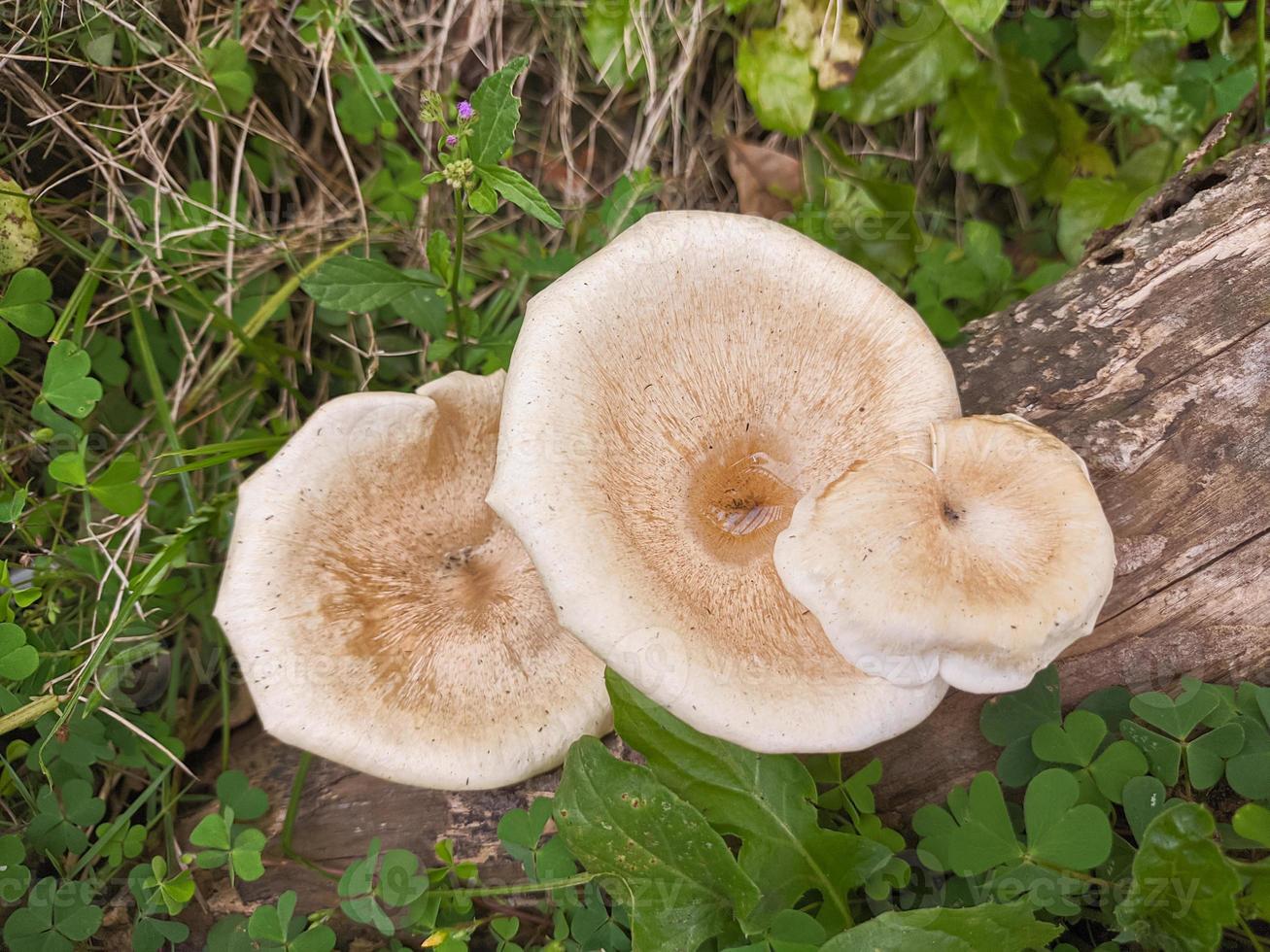 mushrooms that grow in wood in the fall. This fungus is a type of inedible plant that thrives when autumn comes photo
