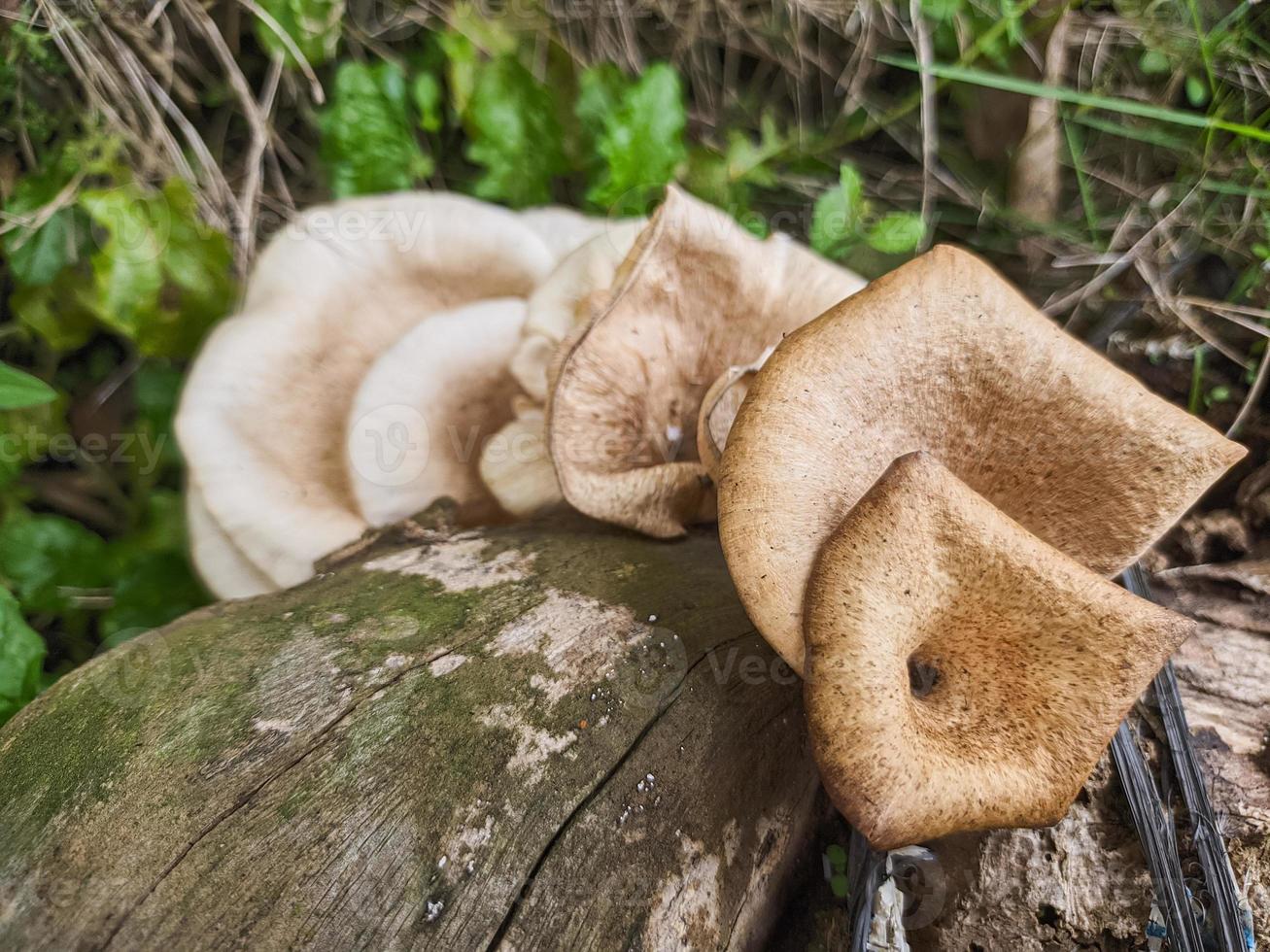 mushrooms that grow in wood in the fall. This fungus is a type of inedible plant that thrives when autumn comes photo