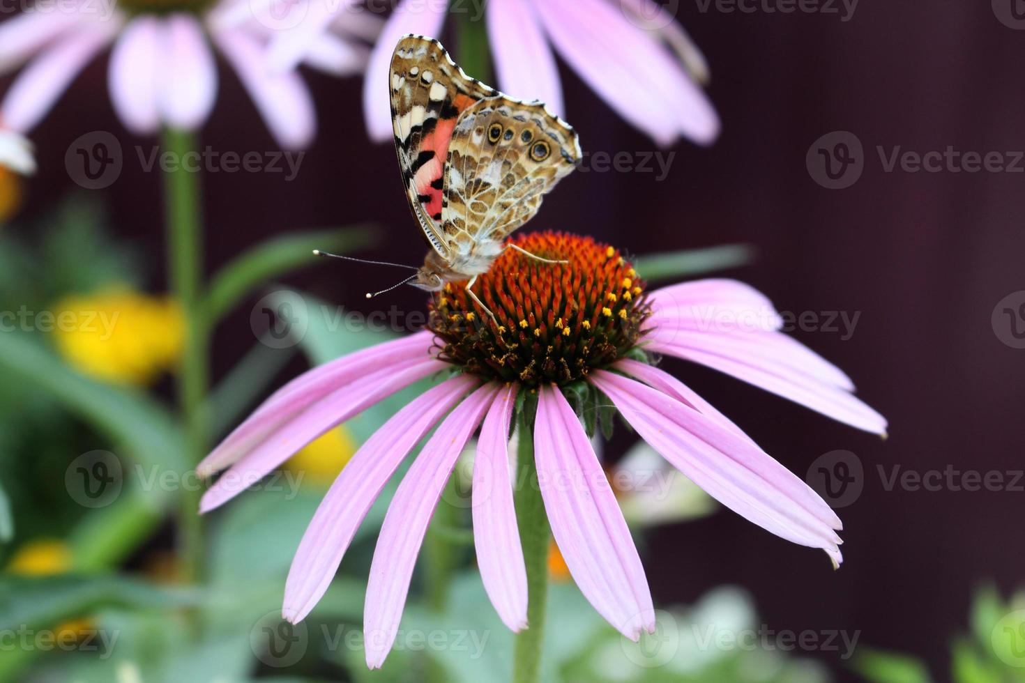 macro de dama mariposa pintada con alas en coneflower rosa, otro nombre es almirante rojo, nombre latino es vanessa cardui. equinácea morada foto