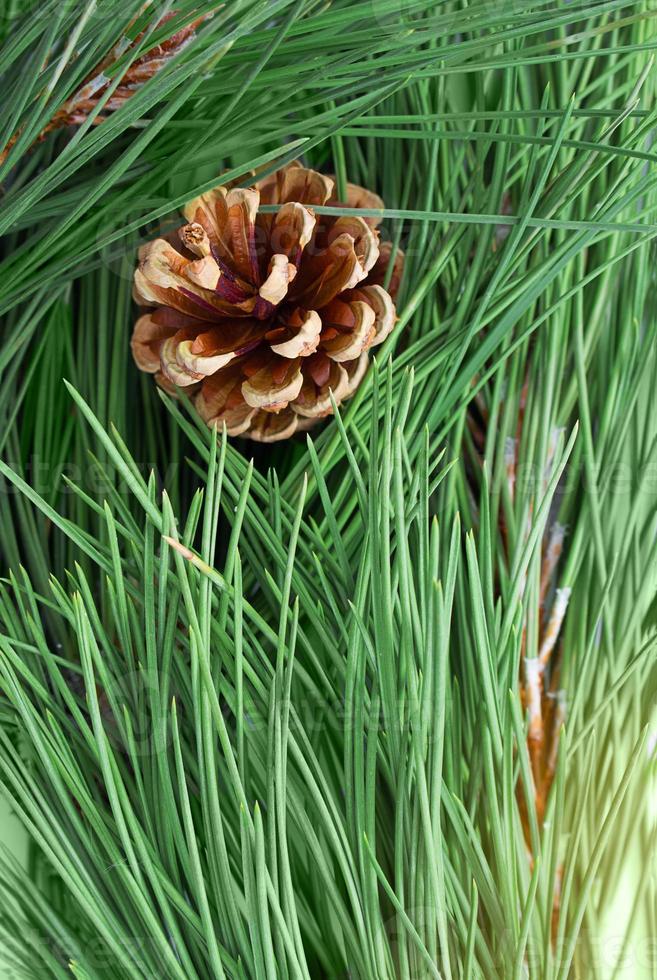 Pine branch with needles with brown cone. Natural background. Autumn, winter, nature photo