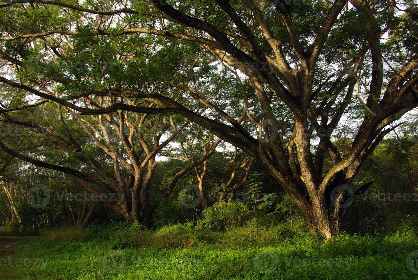 Shade of Rain-tree canopy Big tree in the forest photo