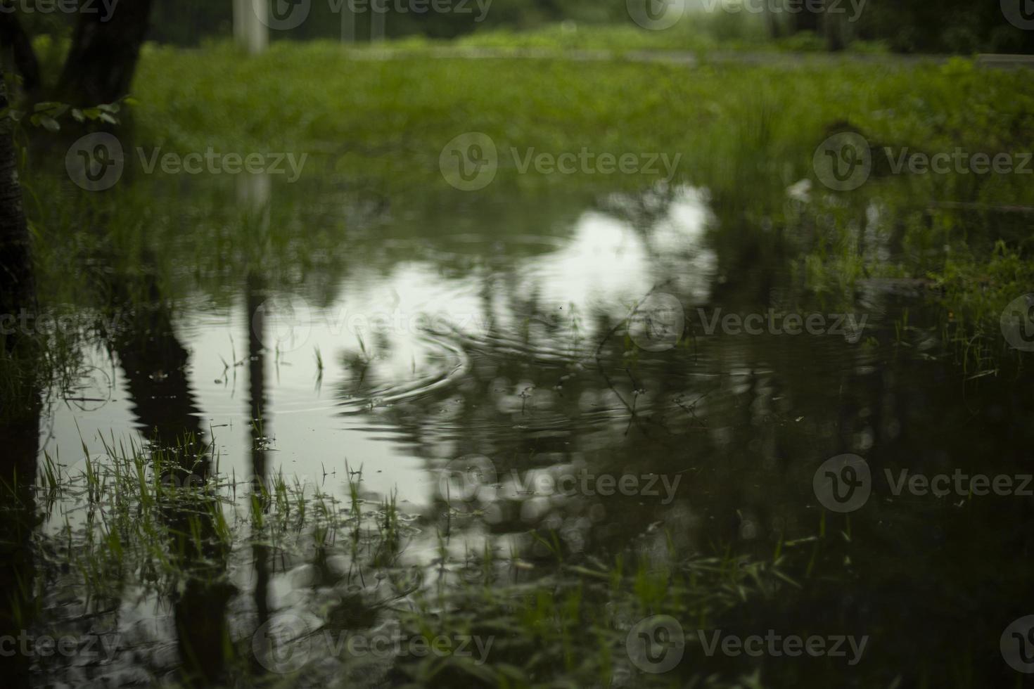 Puddle in park. Outdoor pond. Surface of water on lake. Flooding of land. photo