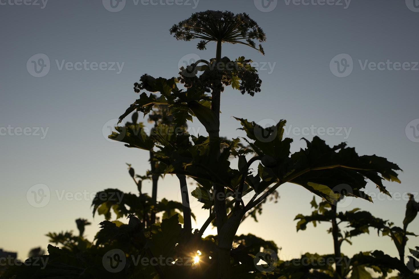Sun in thickets. Sunset in nature. Silhouettes of plants. photo