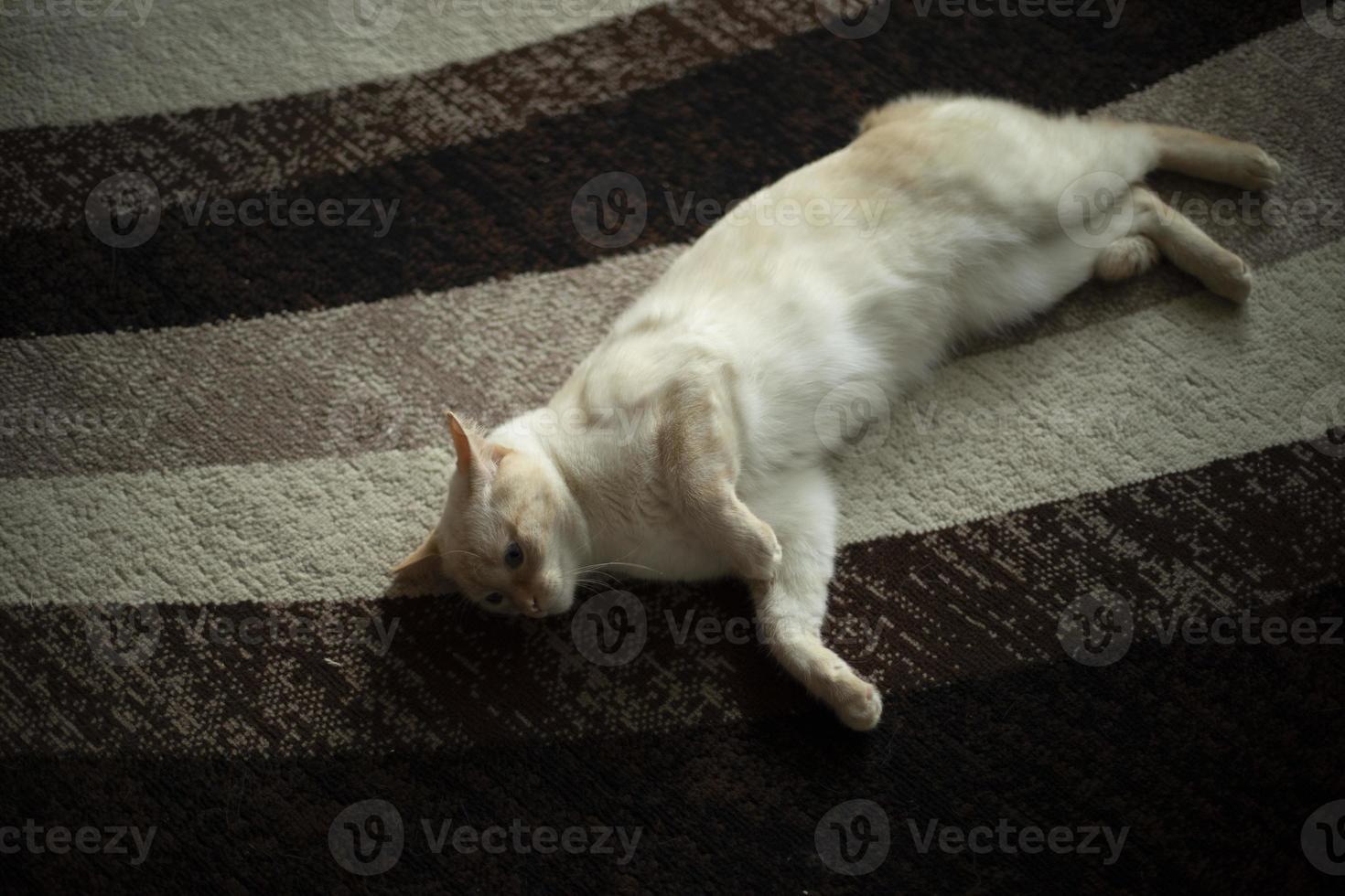 Cat on carpet. Cat at home. Pet in apartment. White wool and carpet. photo