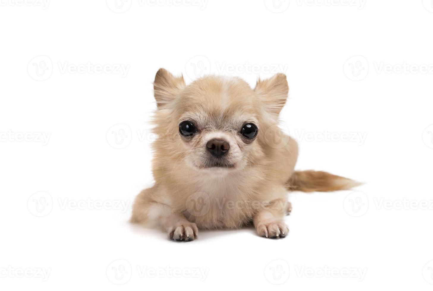 cute little brown chihuahua sitting on a white background. photo