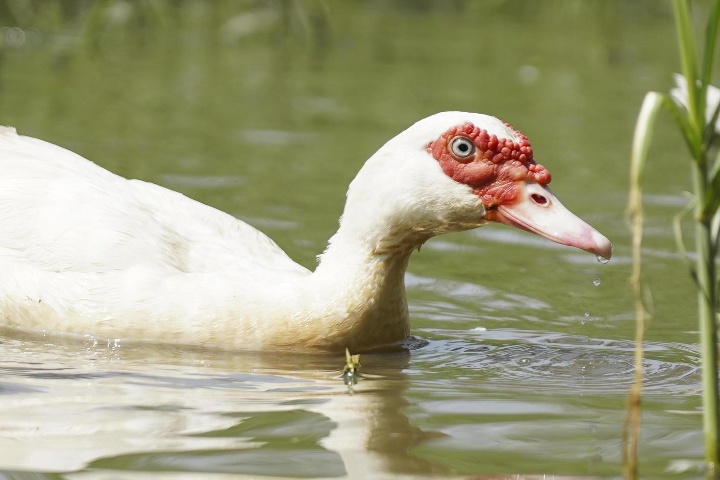 close-up white muscovy duck in natural swamps, Open or organic duck farming ideas, ducks in the countryside photo