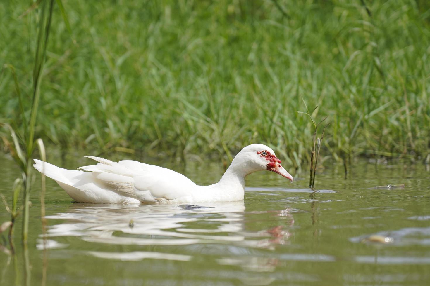 white muscovy duck in natural swamps, Open or organic duck farming ideas, group of ducks in the countryside photo