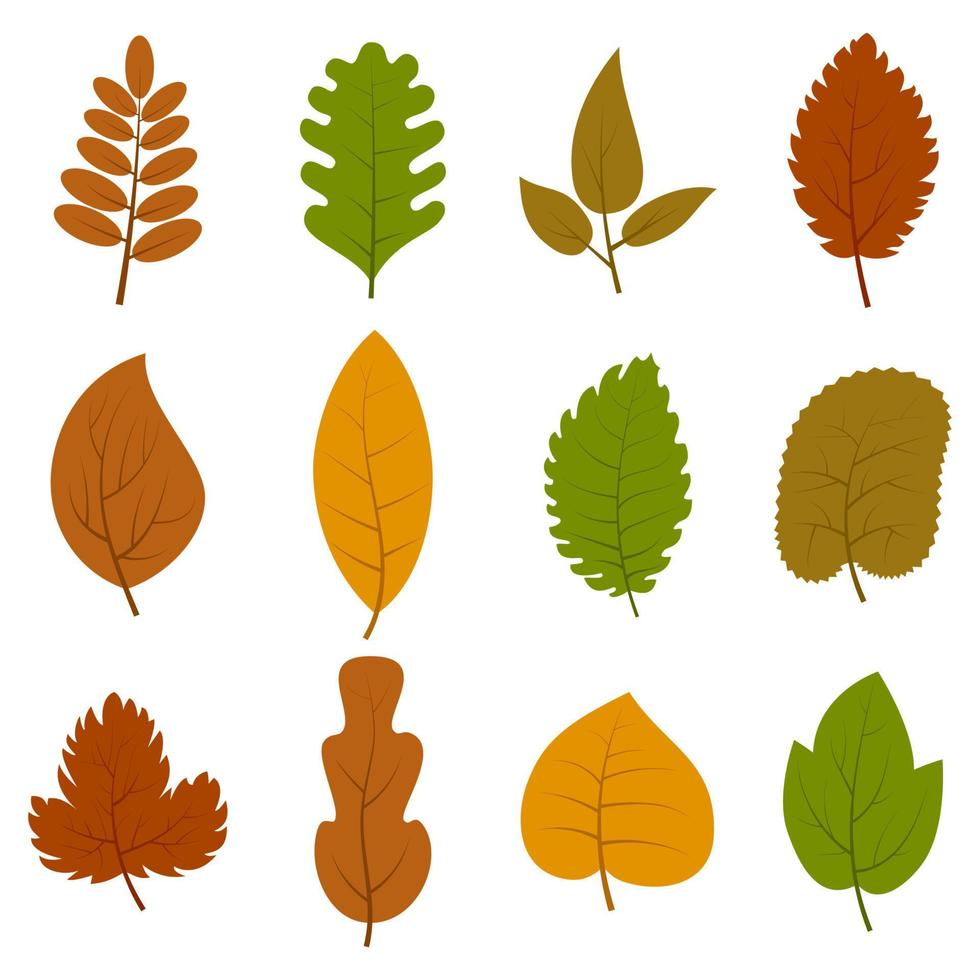 Set of twelve different autumn leaves isolated on white background. Vector illustration.