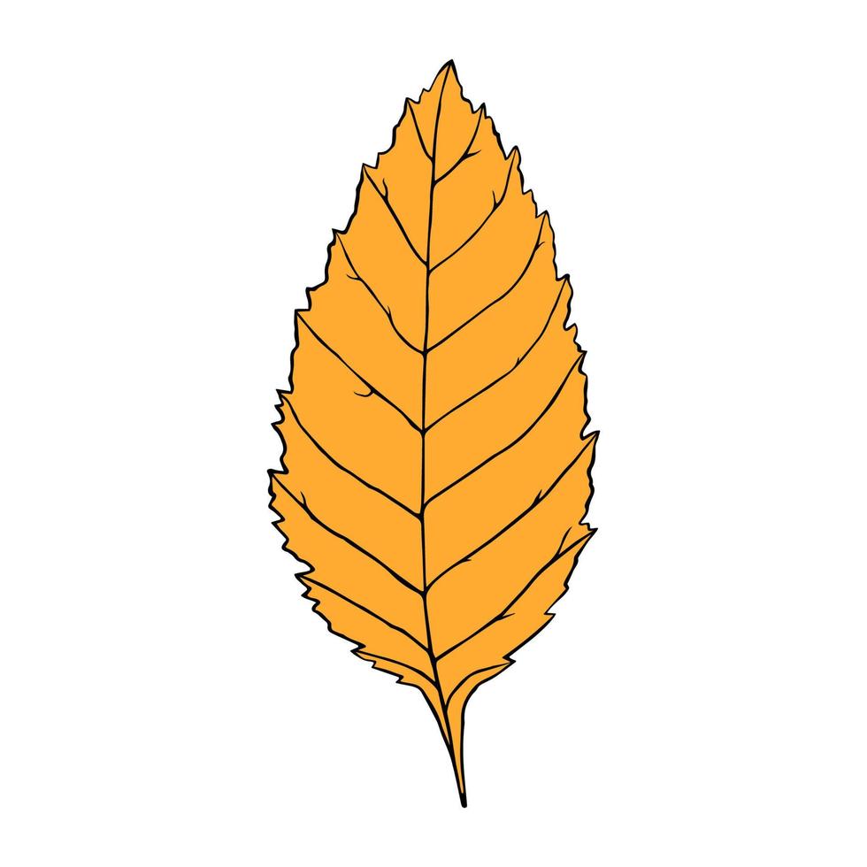 Vector illustration of ash leaf in cartoon style. Colorful isolated element for graphic design