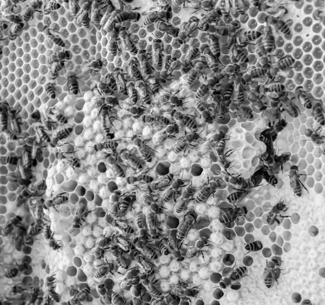 Honeycomb from bee hive filled with golden honey photo
