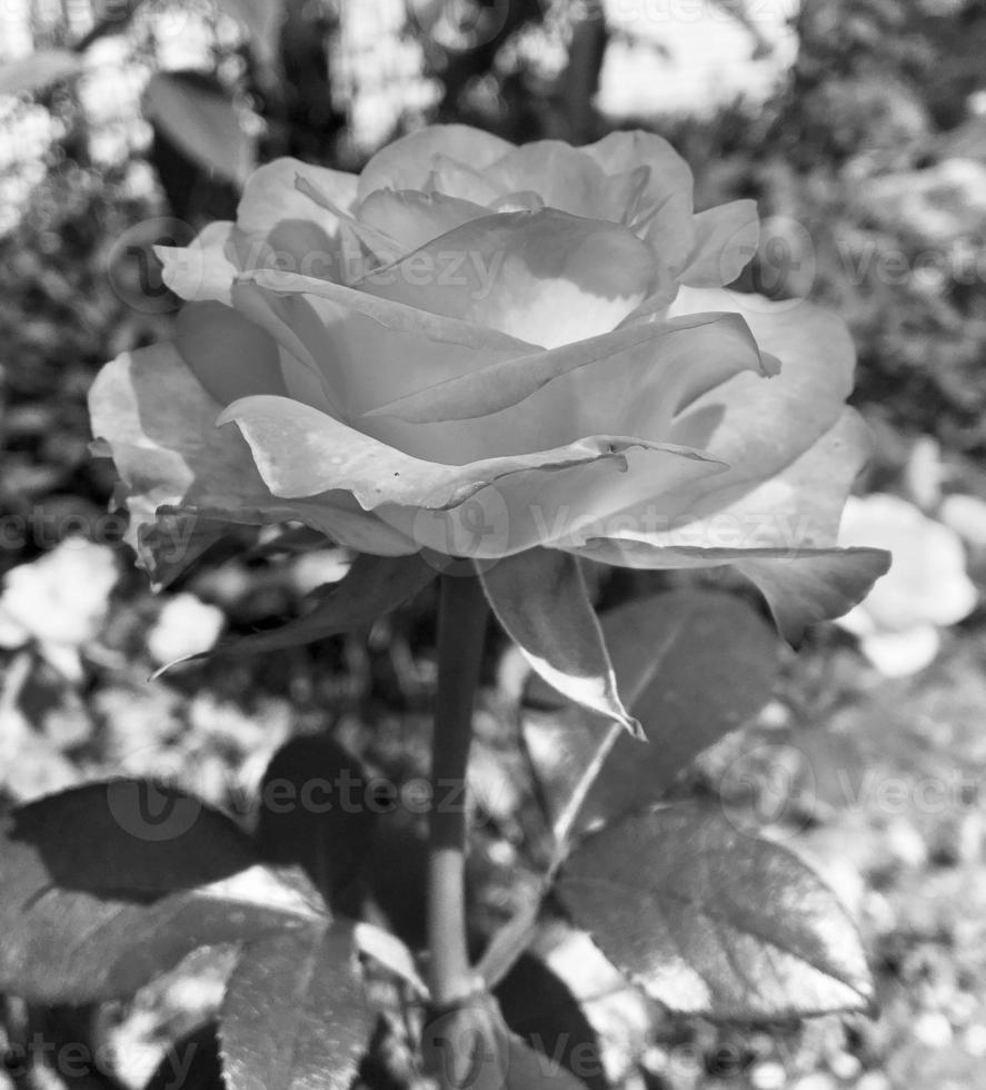 Bouquet wildflowers prickly rose blooming in garden photo