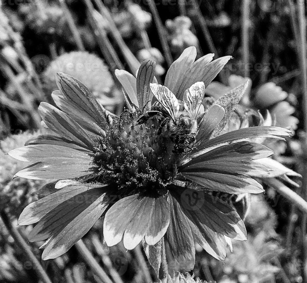 Winged bee slowly flies to the plant, collect nectar for honey photo