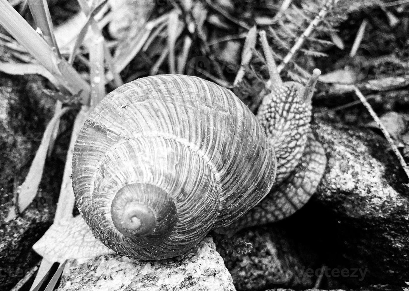 Big garden snail in shell crawling on wet road hurry home photo
