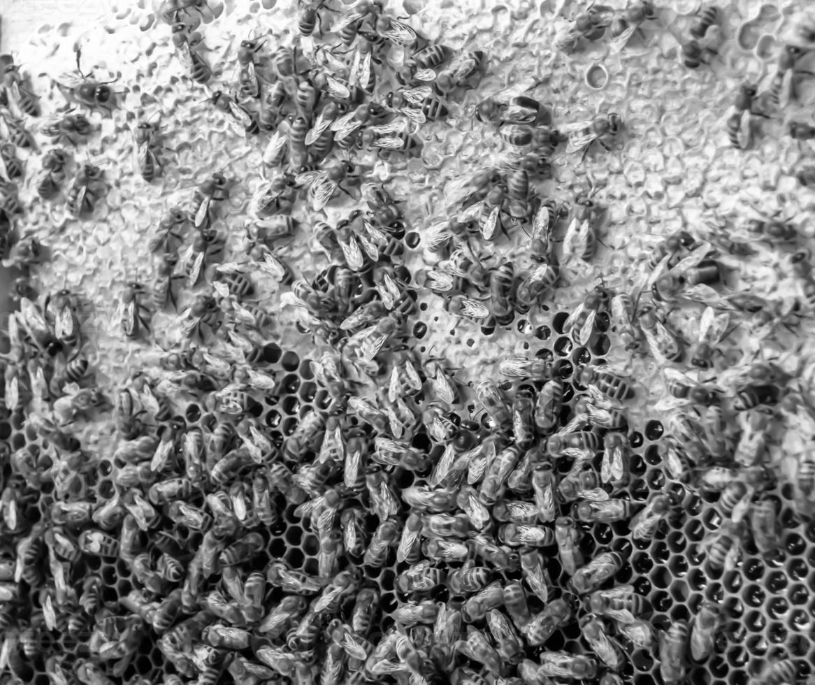 Honeycomb from bee hive filled with golden honey photo