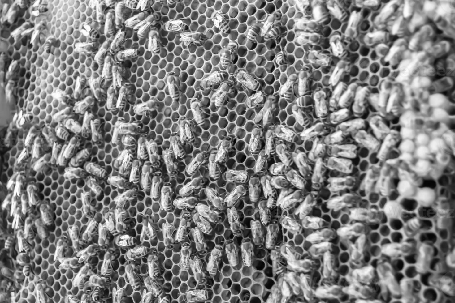 Honeycomb from bee hive filled with golden honey photo
