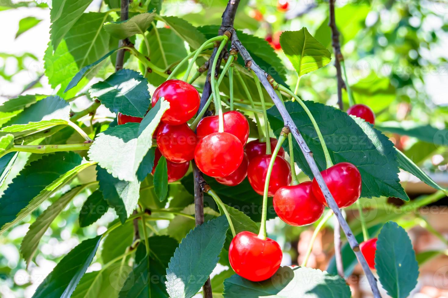 Photography on theme beautiful fruit branch cherry tree photo