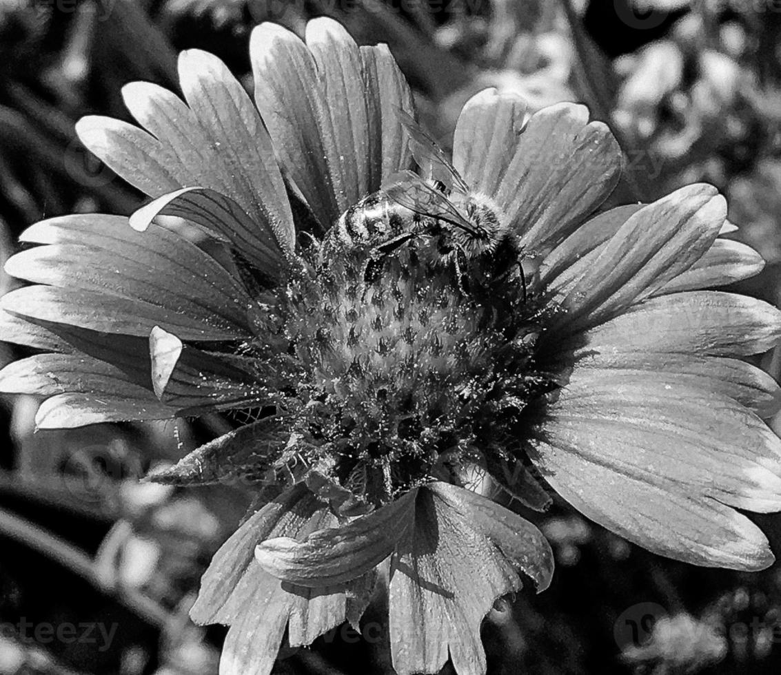 Winged bee slowly flies to the plant, collect nectar for honey photo