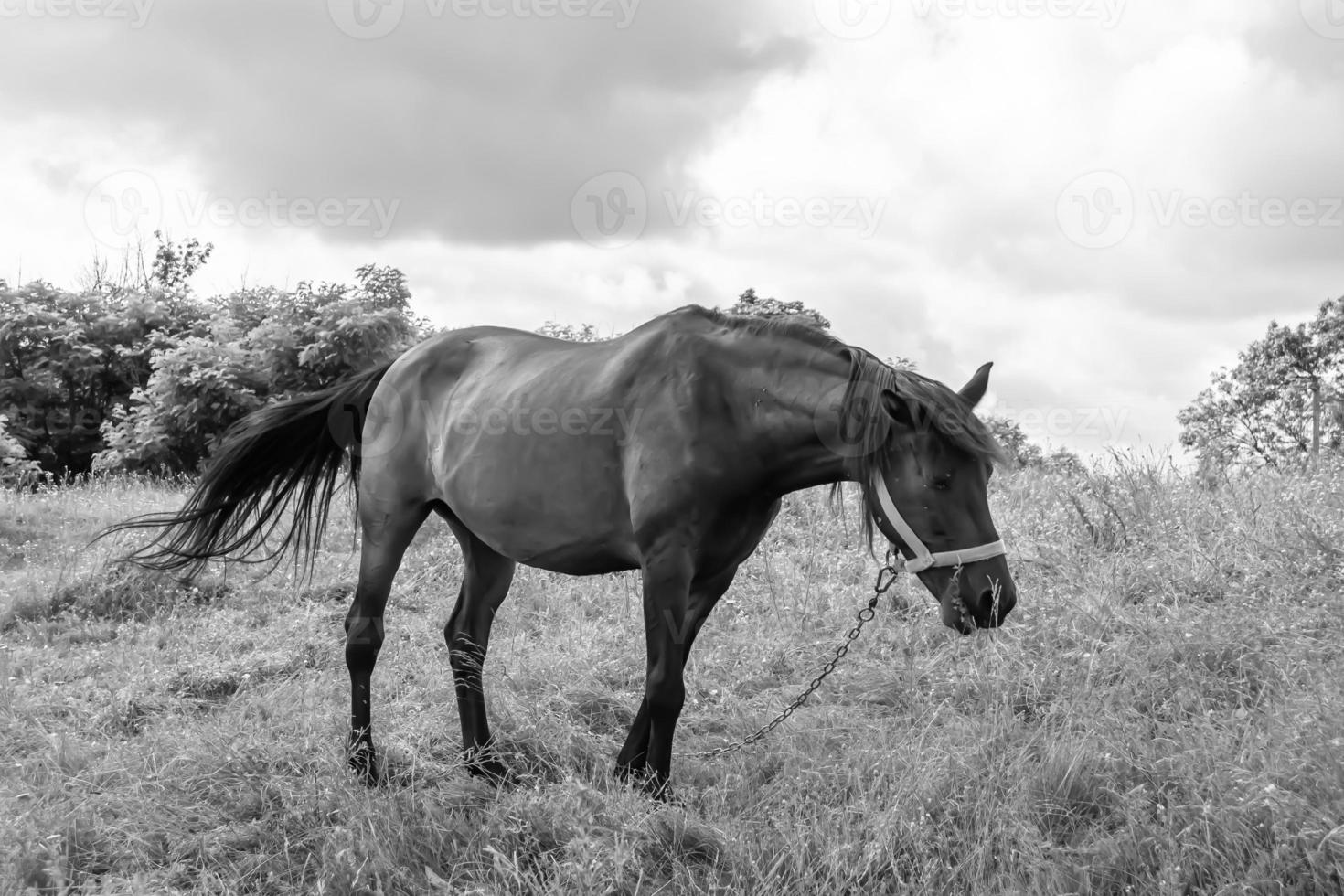 hermoso semental de caballo salvaje en el prado de flores de verano foto