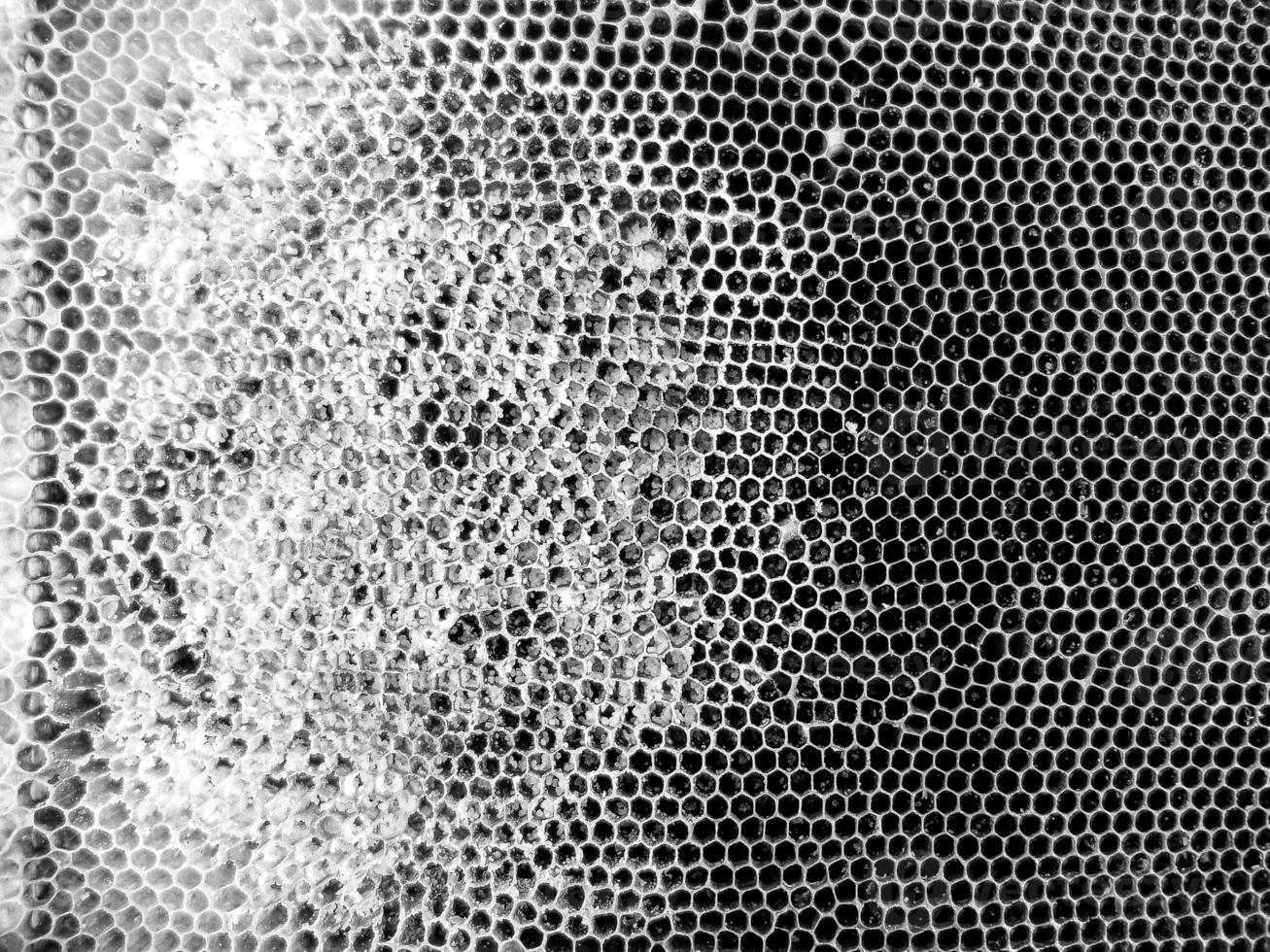 Abstract hexagon structure is honeycomb from bee hive photo