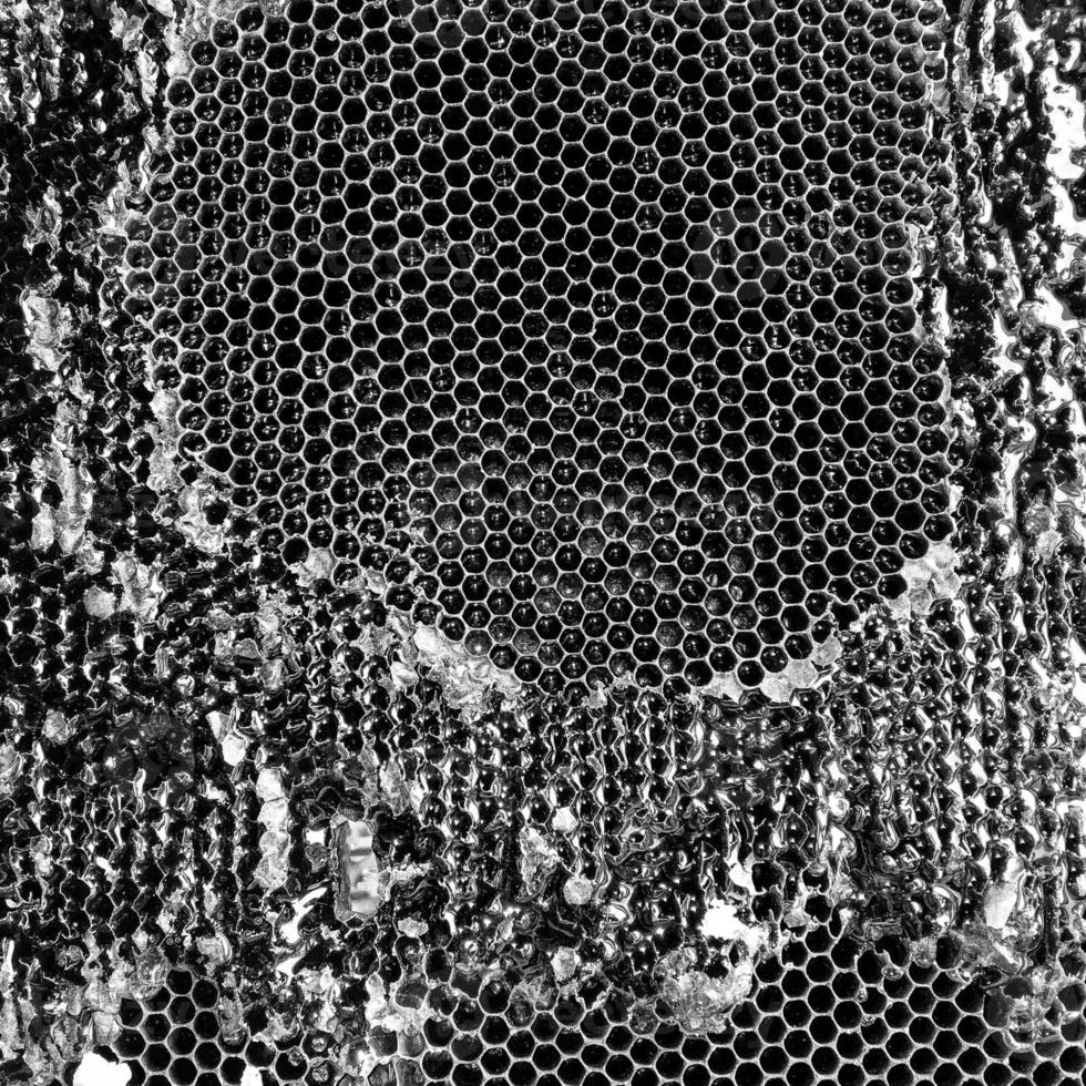 Drop of bee honey drip from hexagonal honeycombs photo