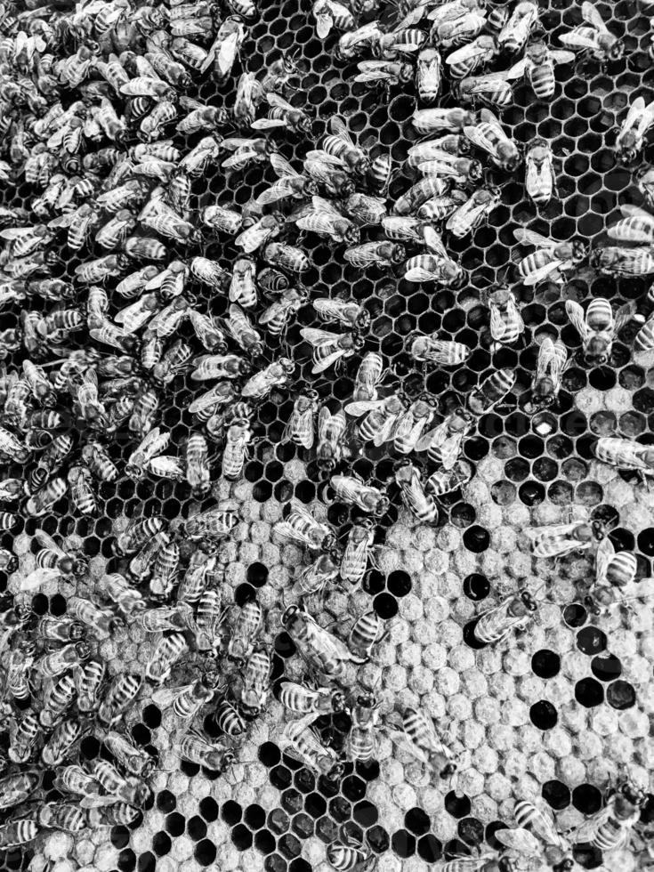 Abstract hexagon structure is honeycomb from bee hive photo