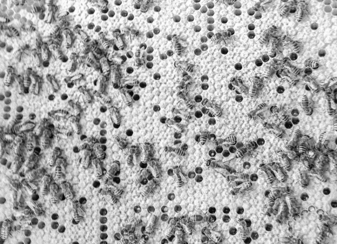 Honeycomb from bee hive filled with golden honey photo