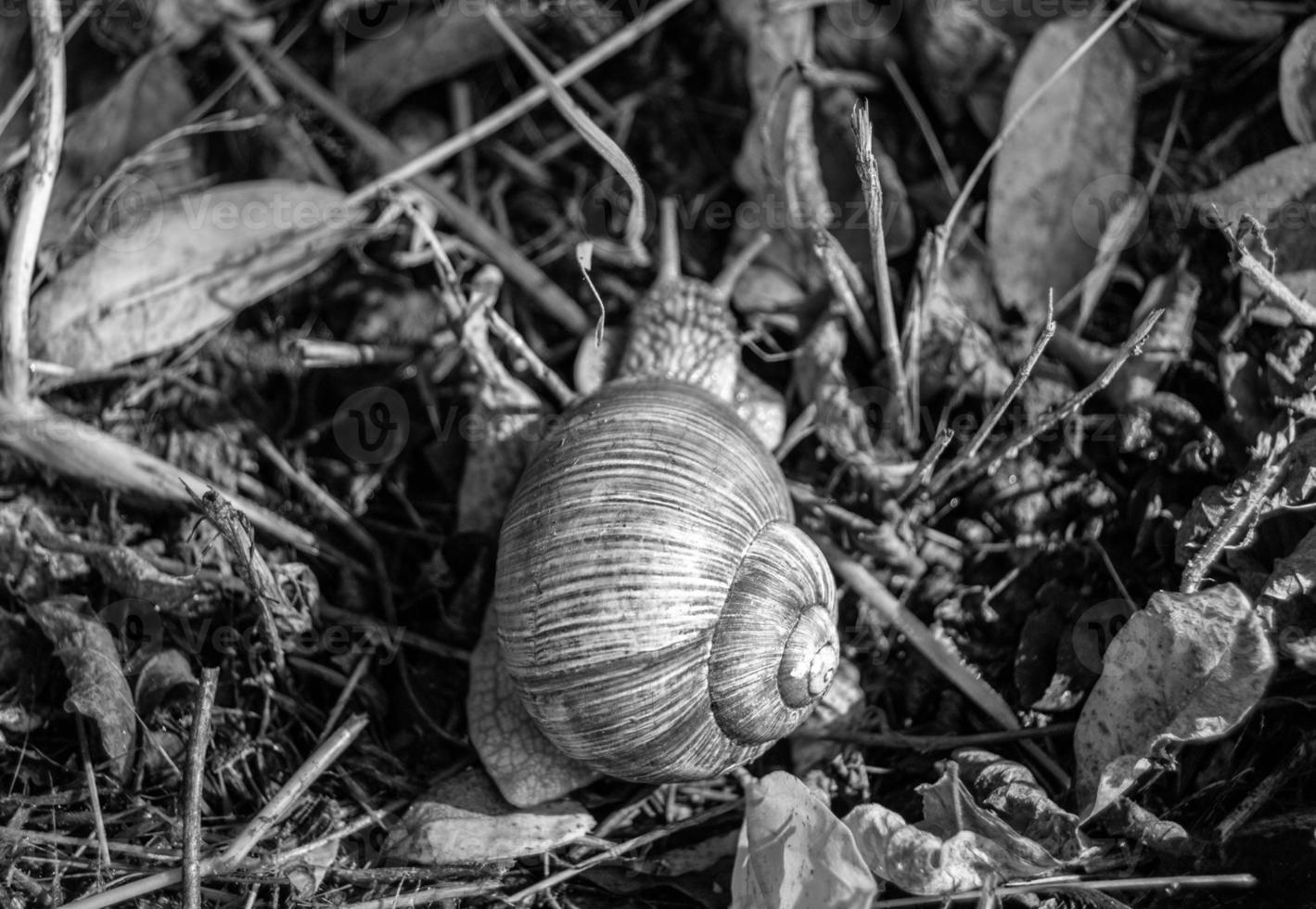 Big garden snail in shell crawling on wet road hurry home photo