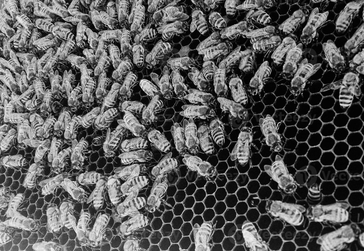 La estructura hexagonal abstracta es un panal de abejas de la colmena. foto