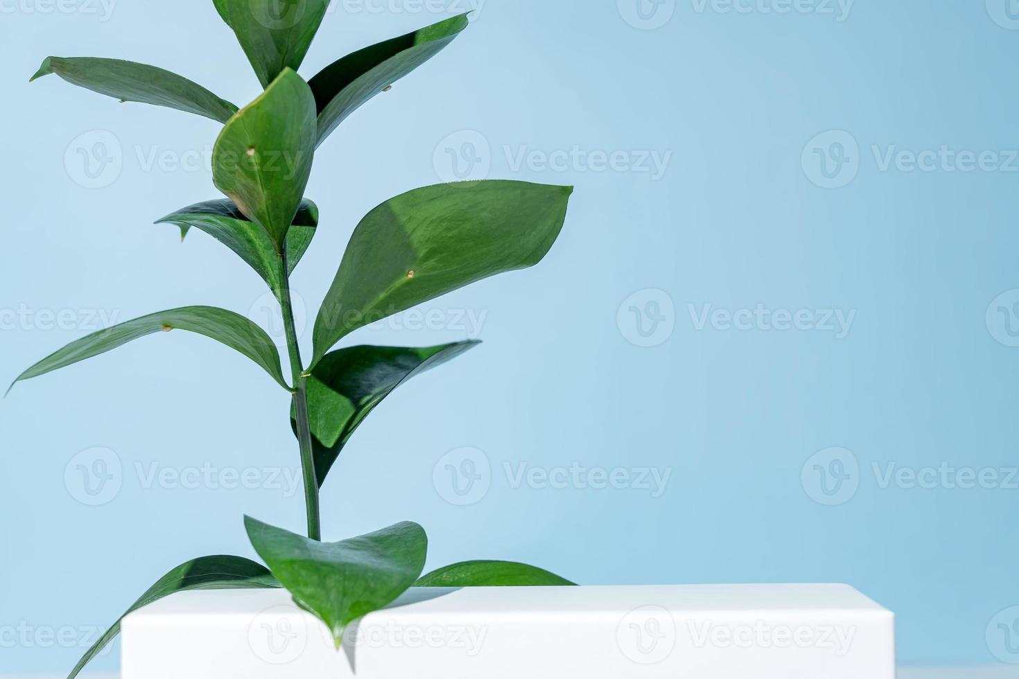 white podium with hard light and ruskus branch on blue background. Concept scene stage showcase for product, promotion, sale, banner, presentation of cosmetic products. Minimal showcase empty mock up. photo