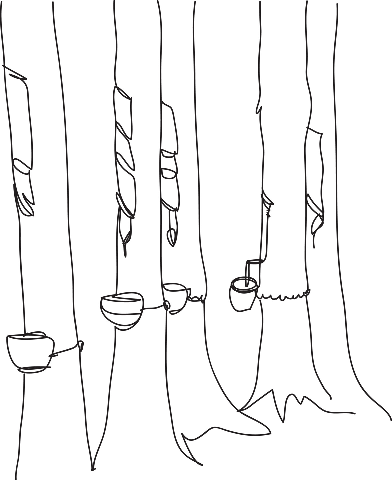 Ilustración de vector de dibujo de línea de árboles de caucho. 13125355