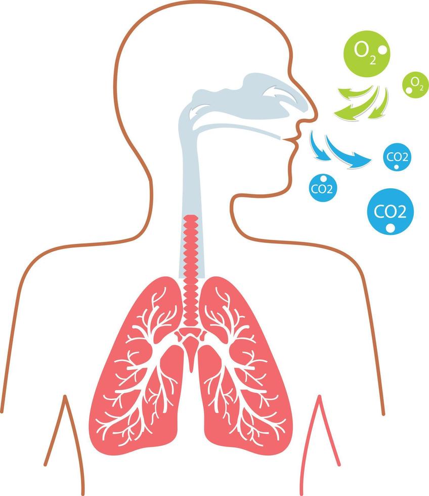 ilustración de vector de icono de pulmones para diseñador.