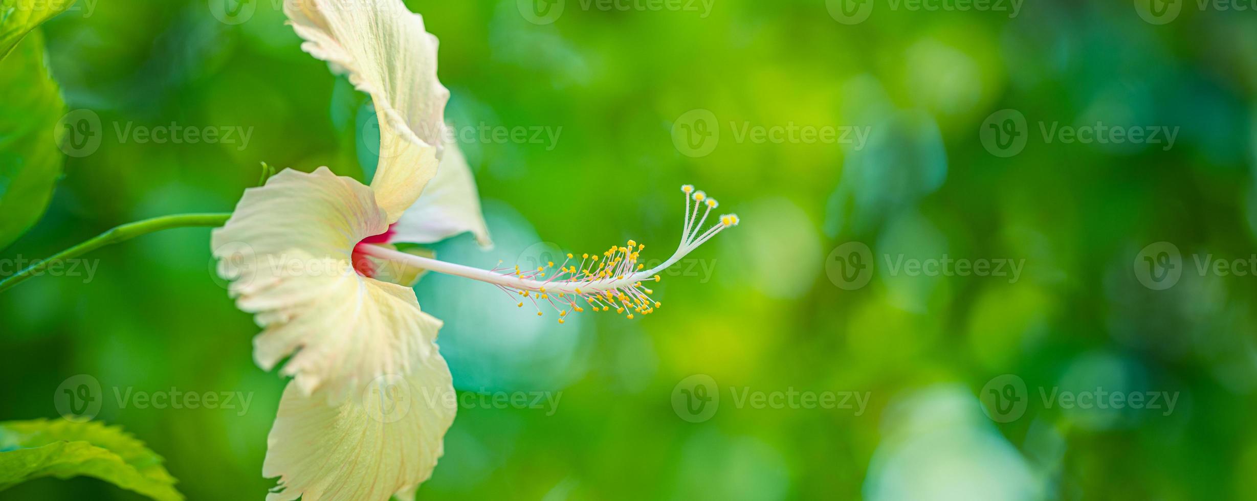 macro de naturaleza abstracta, flor de hibisco con follaje verde borroso. primer plano de naturaleza zen, colores brillantes, fondo floral de jardín tropical soleado. flor exótica floreciente idílica foto