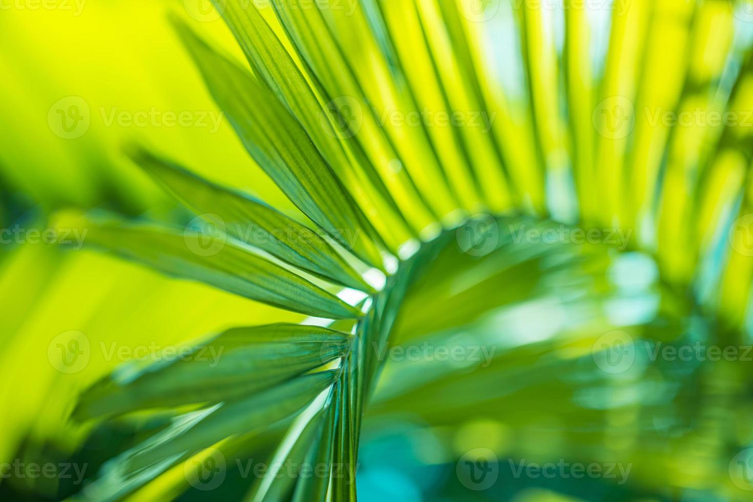 Green leaves background with copy space, close up texture of palm leaf. Sunny tropical garden plant, forest environment, summer growth, freshness, leaf macro. Artistic nature closeup, relaxing natural photo