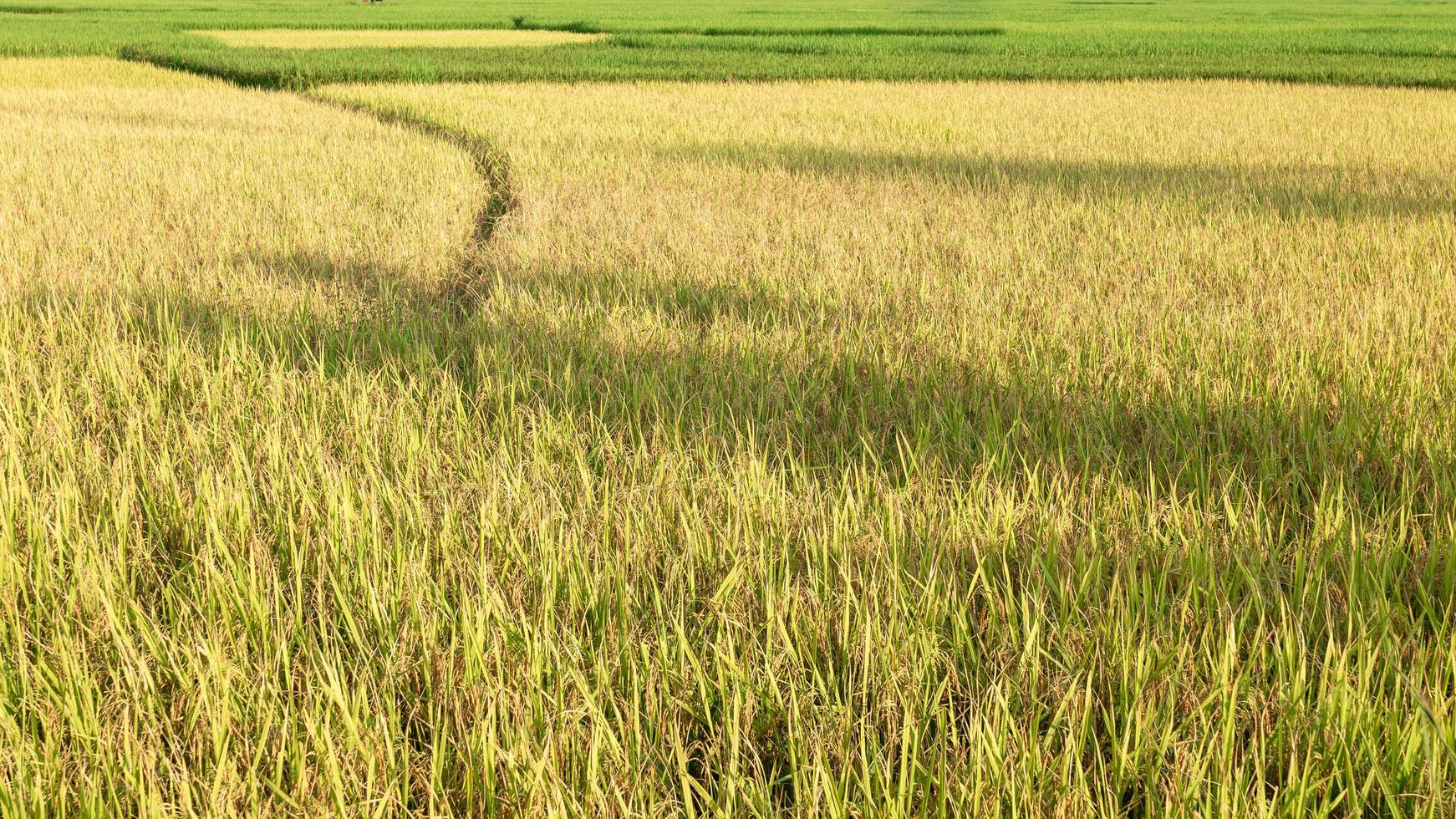 Beautiful rice fields yellow and green in Thailand photo