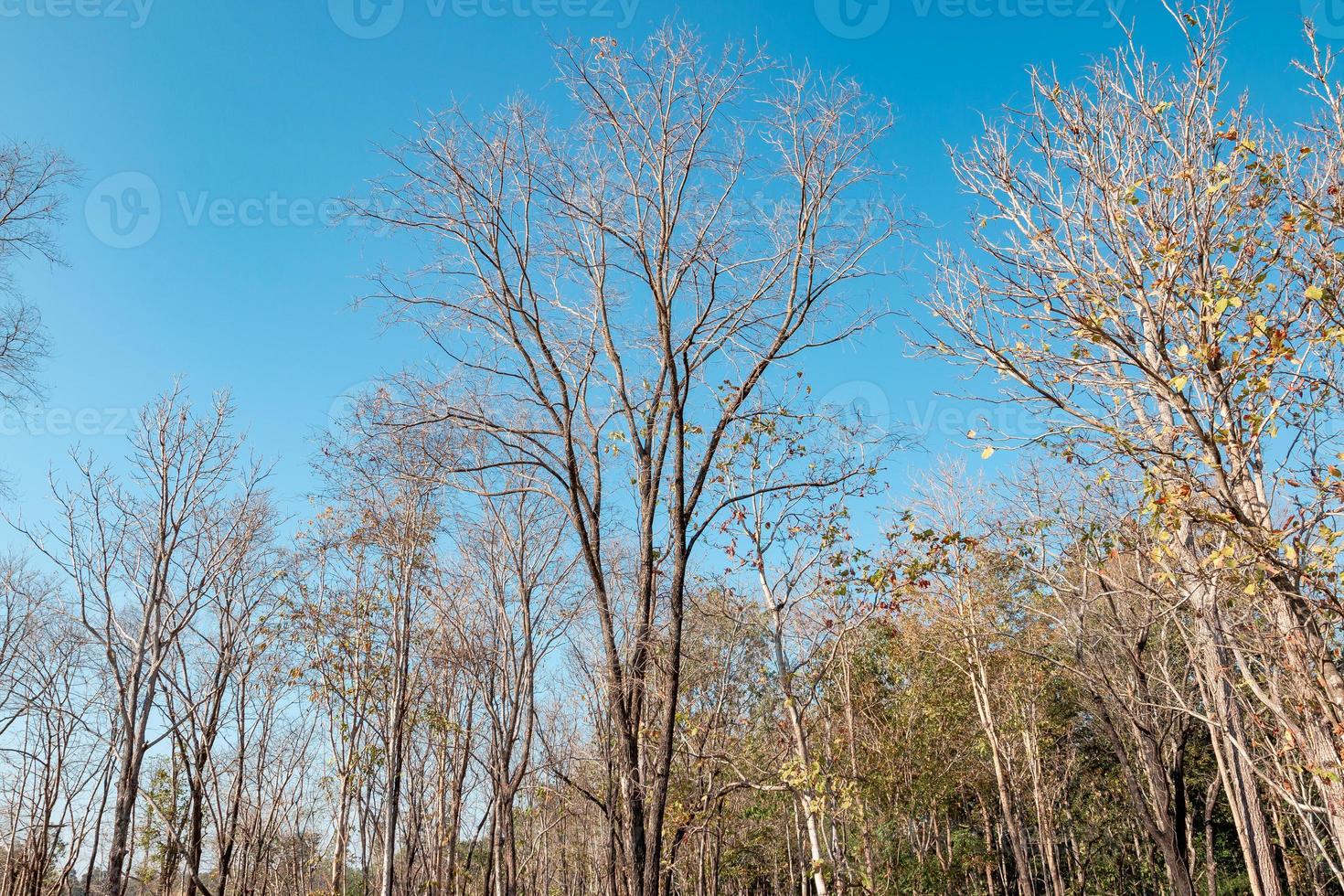 A tree without leaves on a clear blue sky. photo