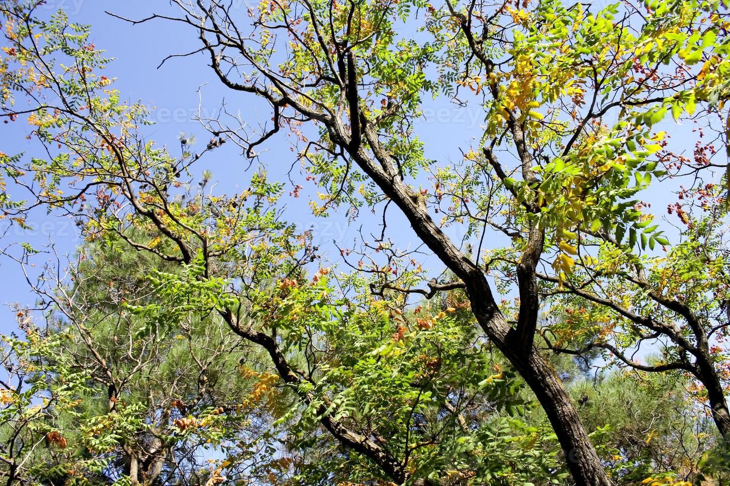 View of a tree in an Autumn forest. photo