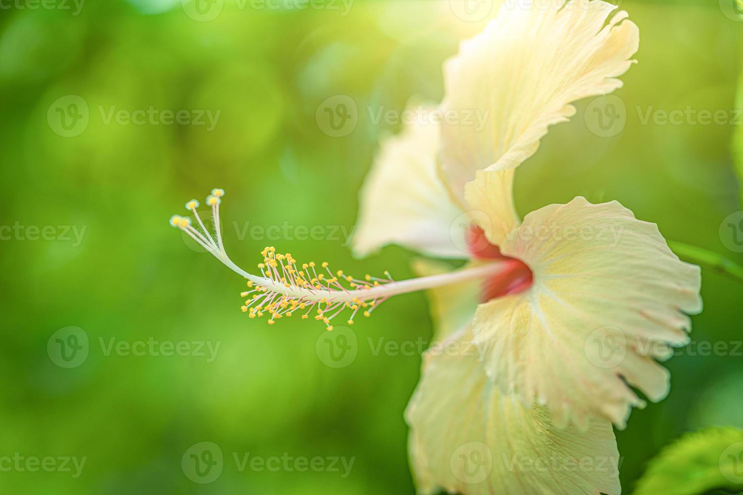 Impresionante flor de hibisco que florece en el fondo verde de la naturaleza. follaje exuberante tropical, naturaleza floral floreciente exótica y soleada. bokeh desenfoque jardín natural, flora de primer plano en el jardín de verano foto