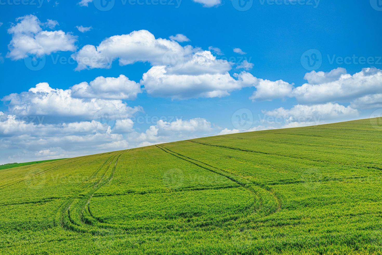 campo verde y cielo azul paisaje de campo de verde prado de hierba de trigo fresco campo idílico cálido y soleado. tranquilo primavera verano naturaleza hermoso paisaje de fondo. naturaleza idílica agricultura ecológica foto