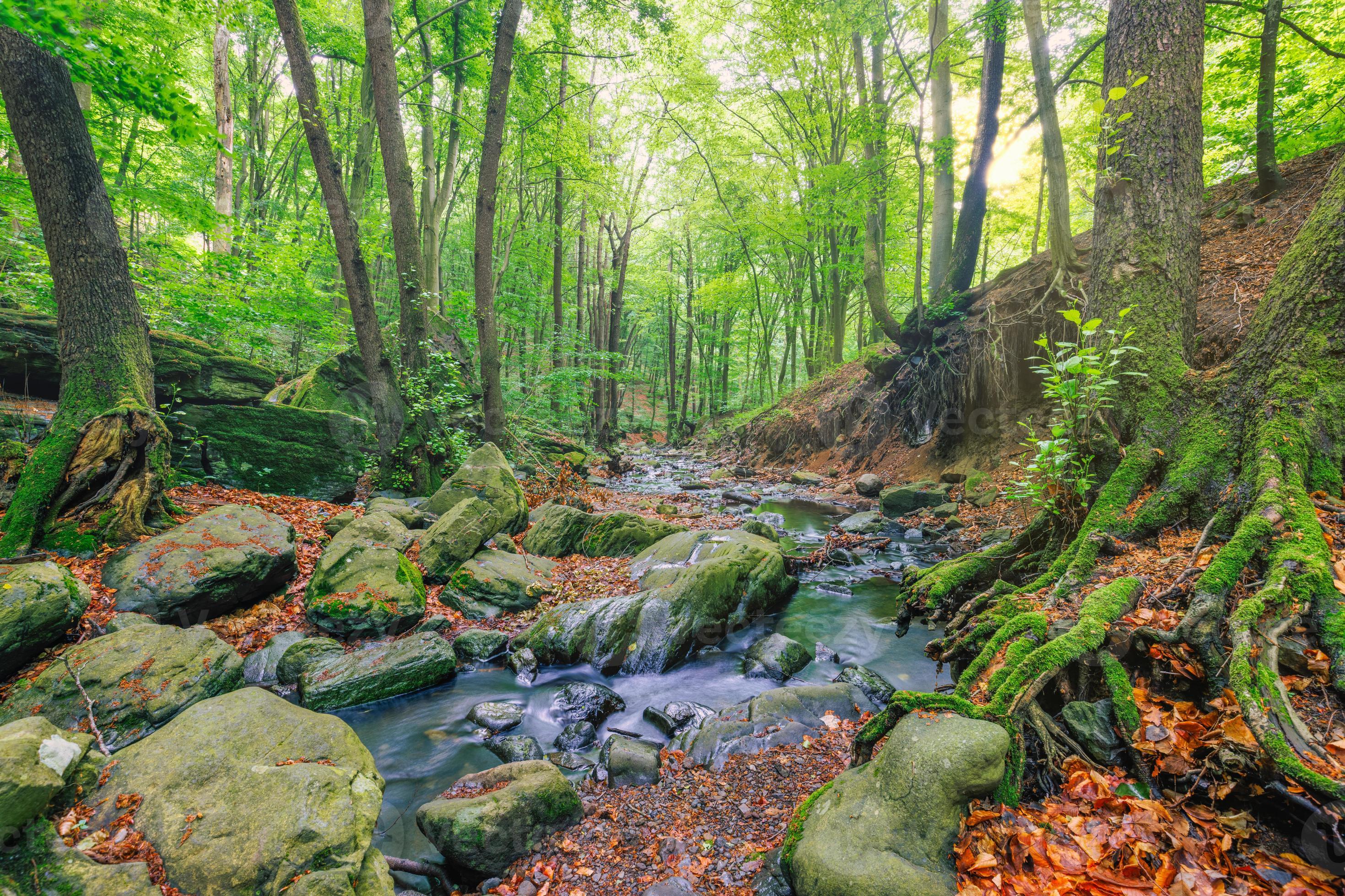 Foto de water stream in the beech forest. spring nature scenery on a sunny  day. rapid creek flows among the rocks. trees on the rocky shore in lush  green foliage do Stock