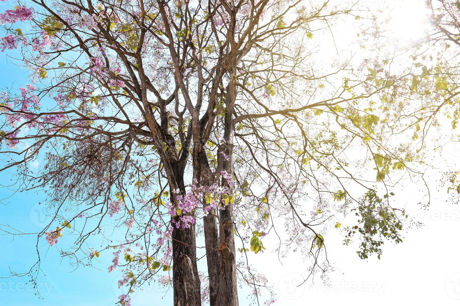 vista de ángulo bajo, árbol de flores moradas en el cielo azul brillante. foto