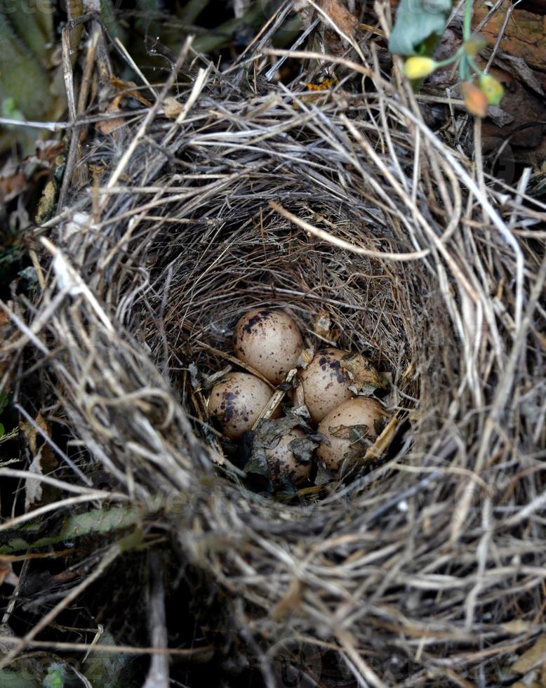 nido de pájaro salvaje con huevos foto