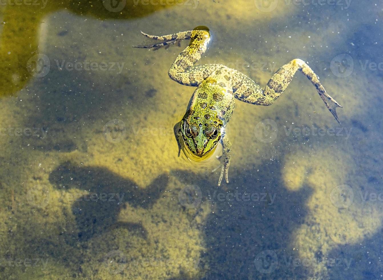 Green frog close-up swimming in the muddy water of the pond. Pelophylax esculentus. Amphibian photo