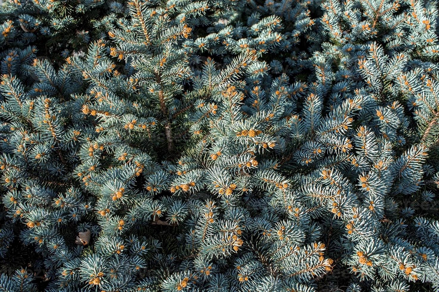 Background from twigs of blue spruce or pine with small cones. Copy space photo
