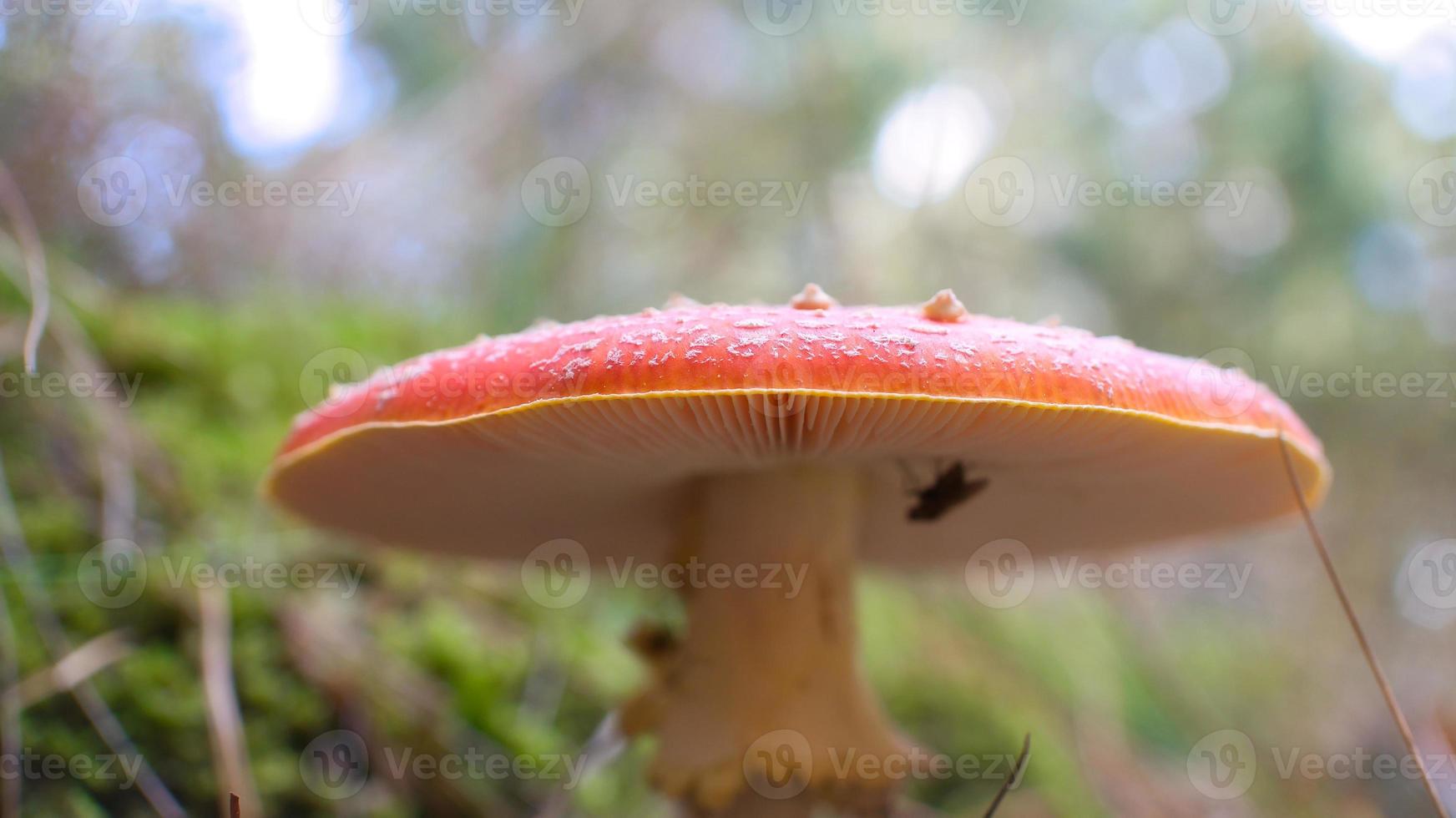 Toadstool, blurry and dreamy, in the grass in the forest. Poisonous mushroom. photo